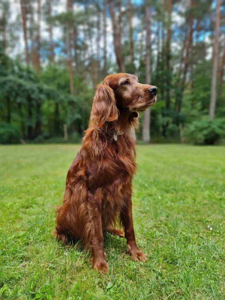 Anna - Irish Setter - Hundeschule Schmidt