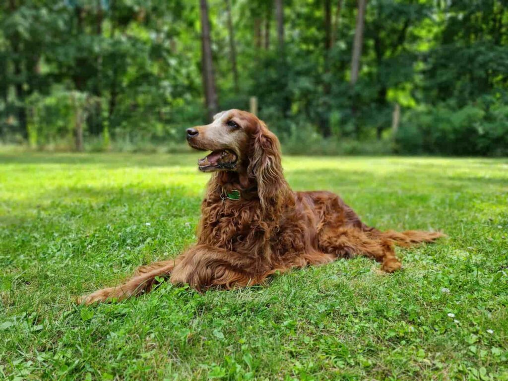 Annie - Irish Setter - Hundeschule Schmidt