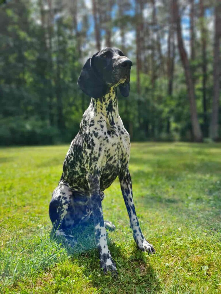 Arthur von der Schlei - Polizeichef der Hundeschule Schmidt