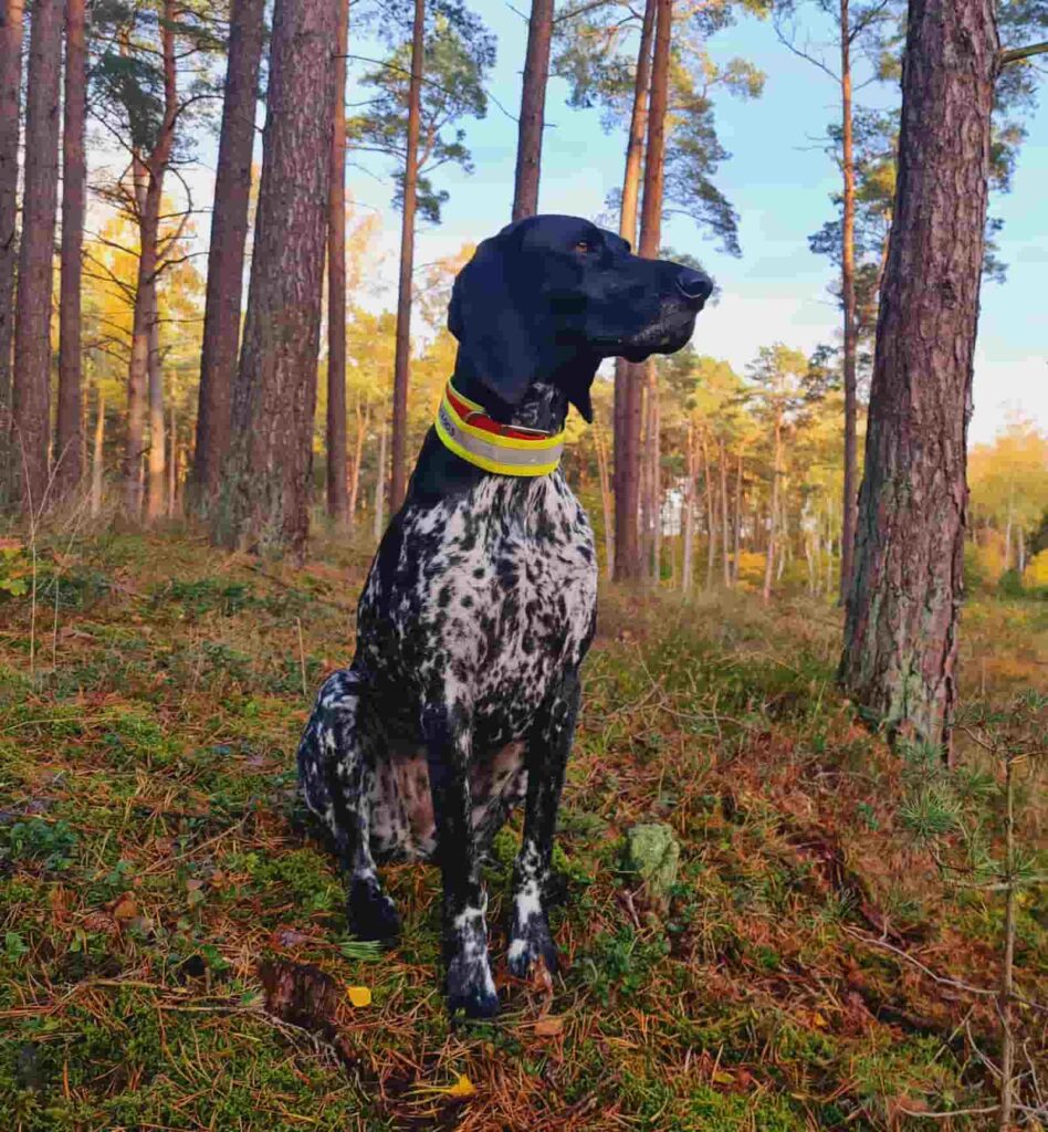 Donna von der Eickser Höhe - FBI-Agentin der Hundeschule Schmidt