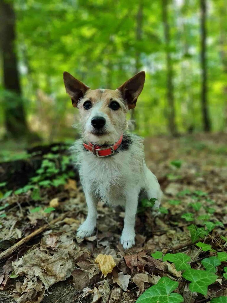 Edda - Kindertheraphiehund - Hundeschule Schmidt