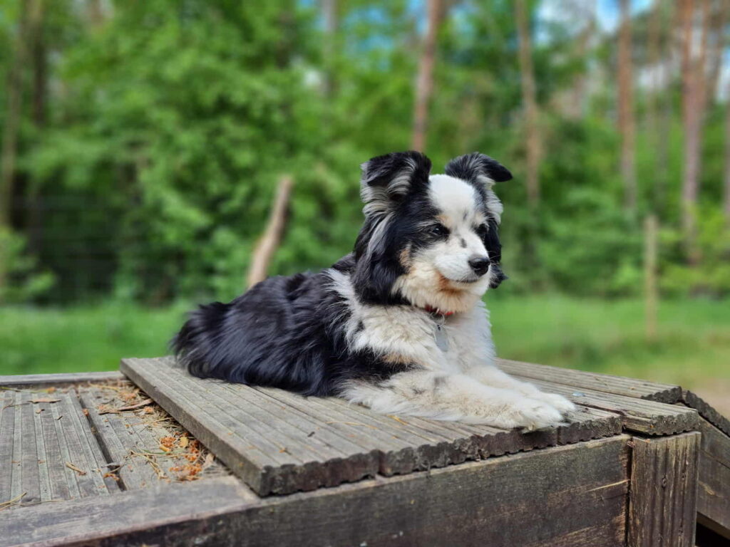 Erna - Kinder Theraphiehund - Hundeschule Schmidt