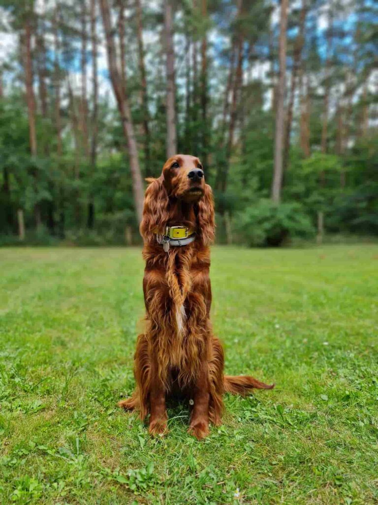 Mary - Irish Setter - Hundeschule Schmidt